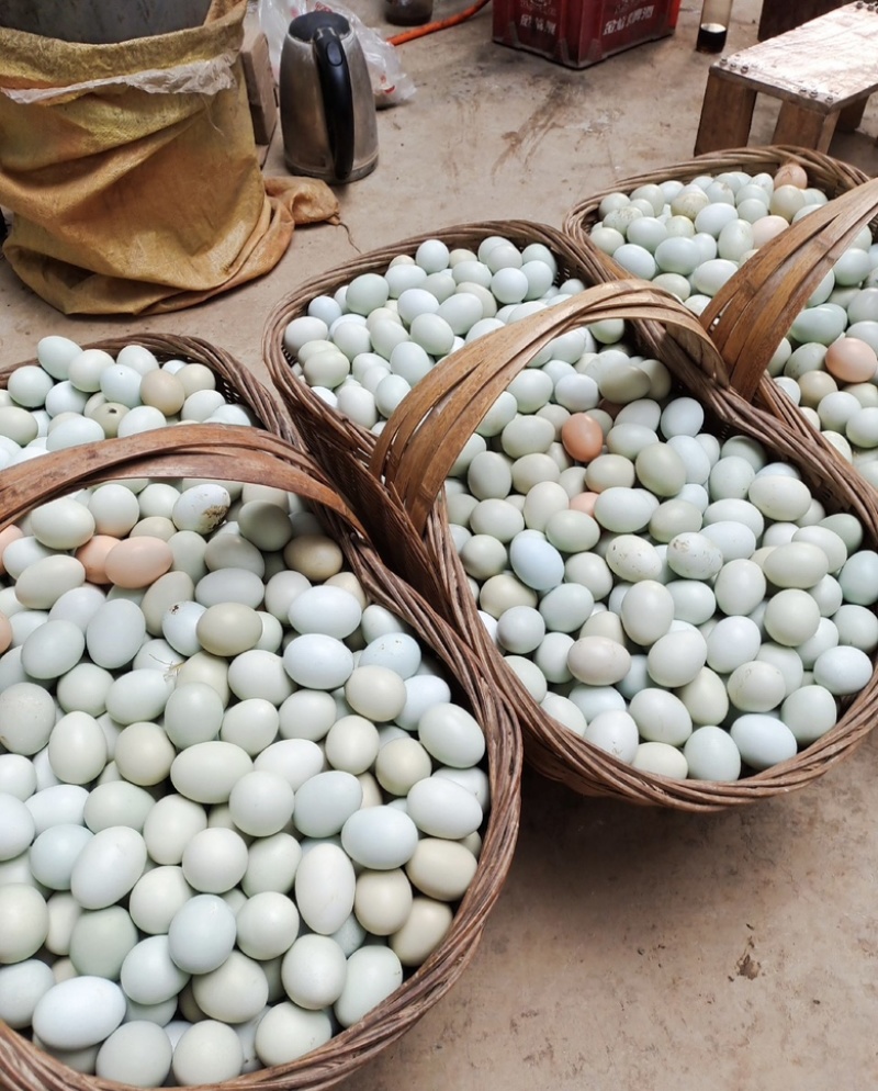 湖北荆门大量供应土鸡蛋，山林散养，基地直发量大从优