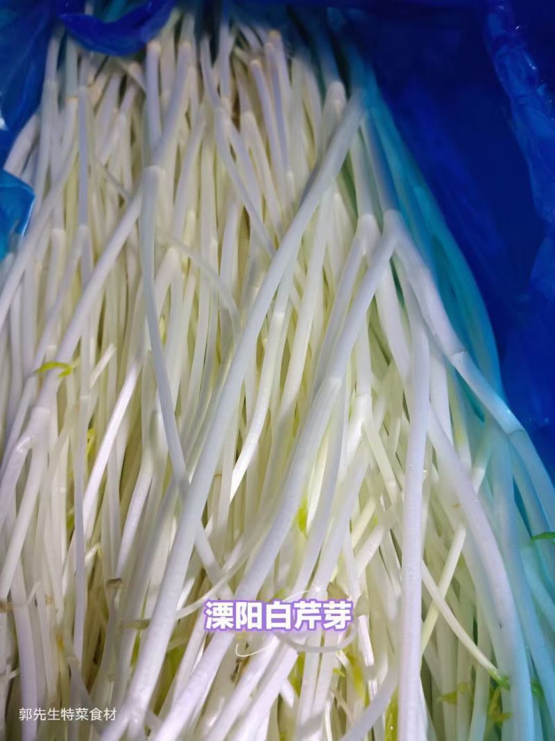 白芹溧阳白芹