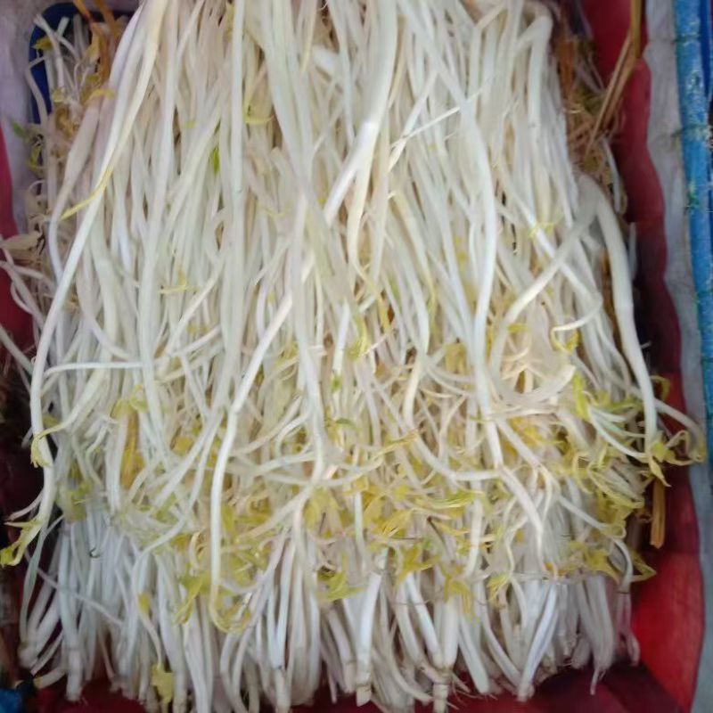 白芹溧阳白芹