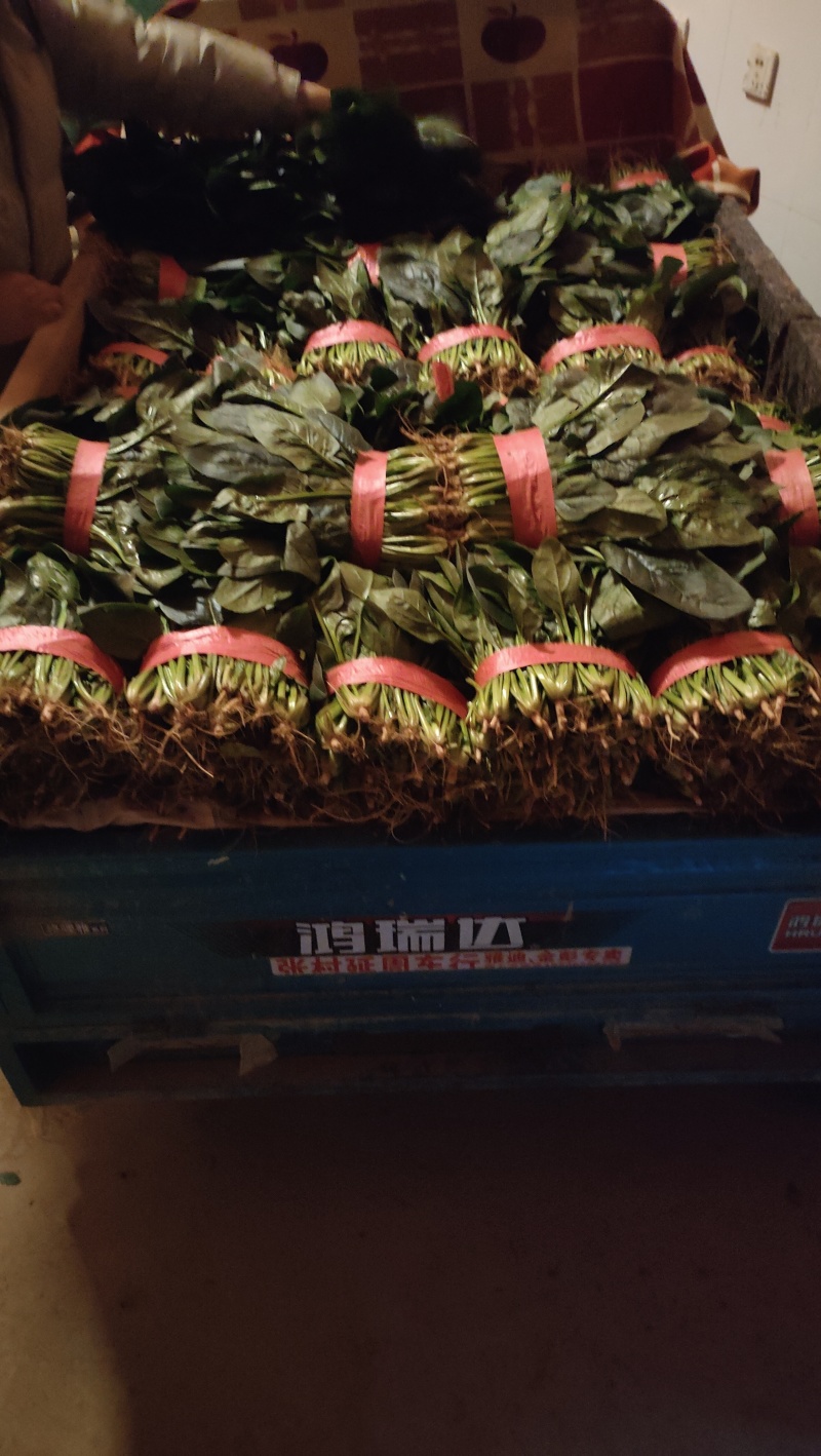 菠菜邯郸本地精品菠菜大量上市，价格非常合适，质量非常好！