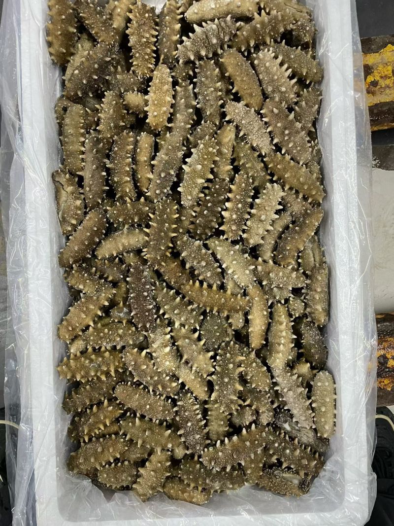 【鲜食海参】活体海参深加工，肉质肥厚口感艮揪，参刺粗壮