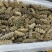 【鲜食海参】活体海参深加工，肉质肥厚口感艮揪，参刺粗壮