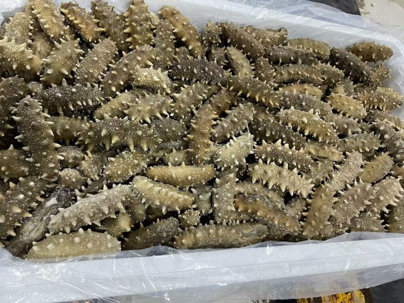【鲜食海参】活体海参深加工，肉质肥厚口感艮揪，参刺粗壮