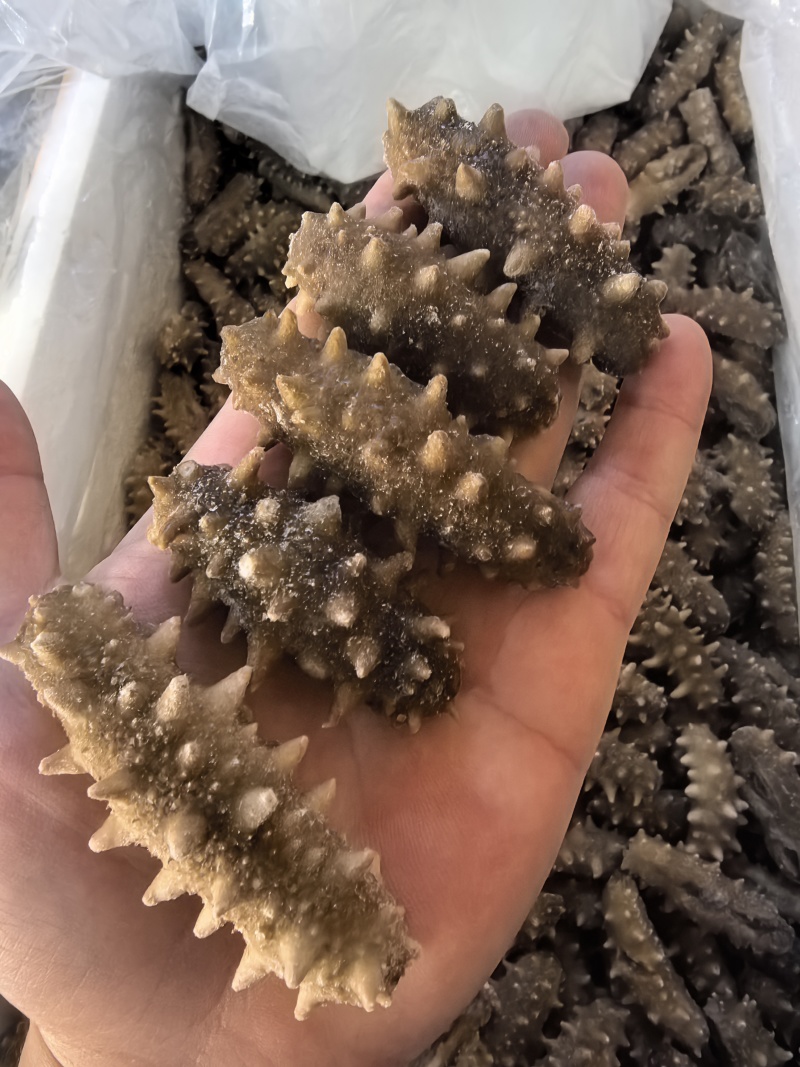 【鲜食海参】活体海参深加工，肉质肥厚口感艮揪，参刺粗壮
