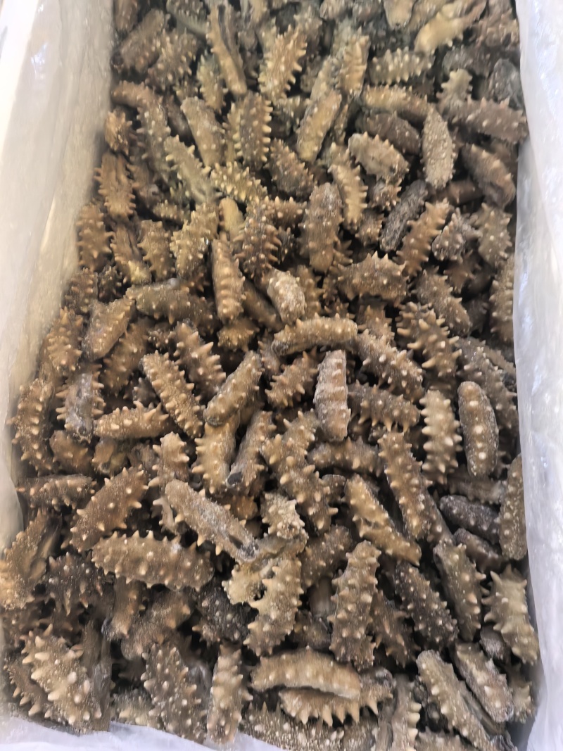 【鲜食海参】活体海参深加工，肉质肥厚口感艮揪，参刺粗壮