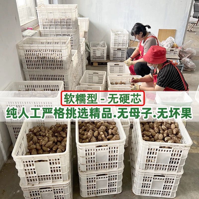 山东奶心小芋头一件代发1/3/5斤精选中球个个软糯包售后