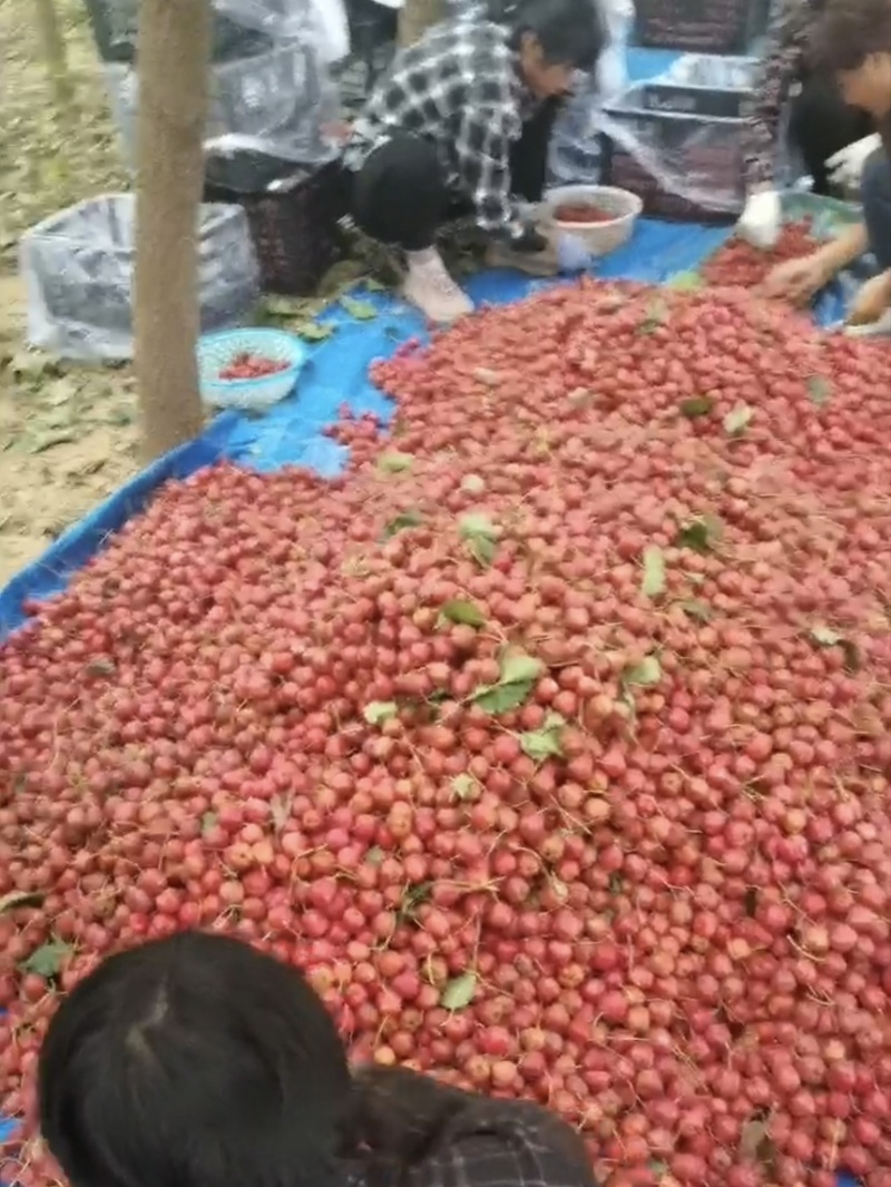 山楂甜口铁山楂糖葫芦炒雪球专用产地直供一手货源
