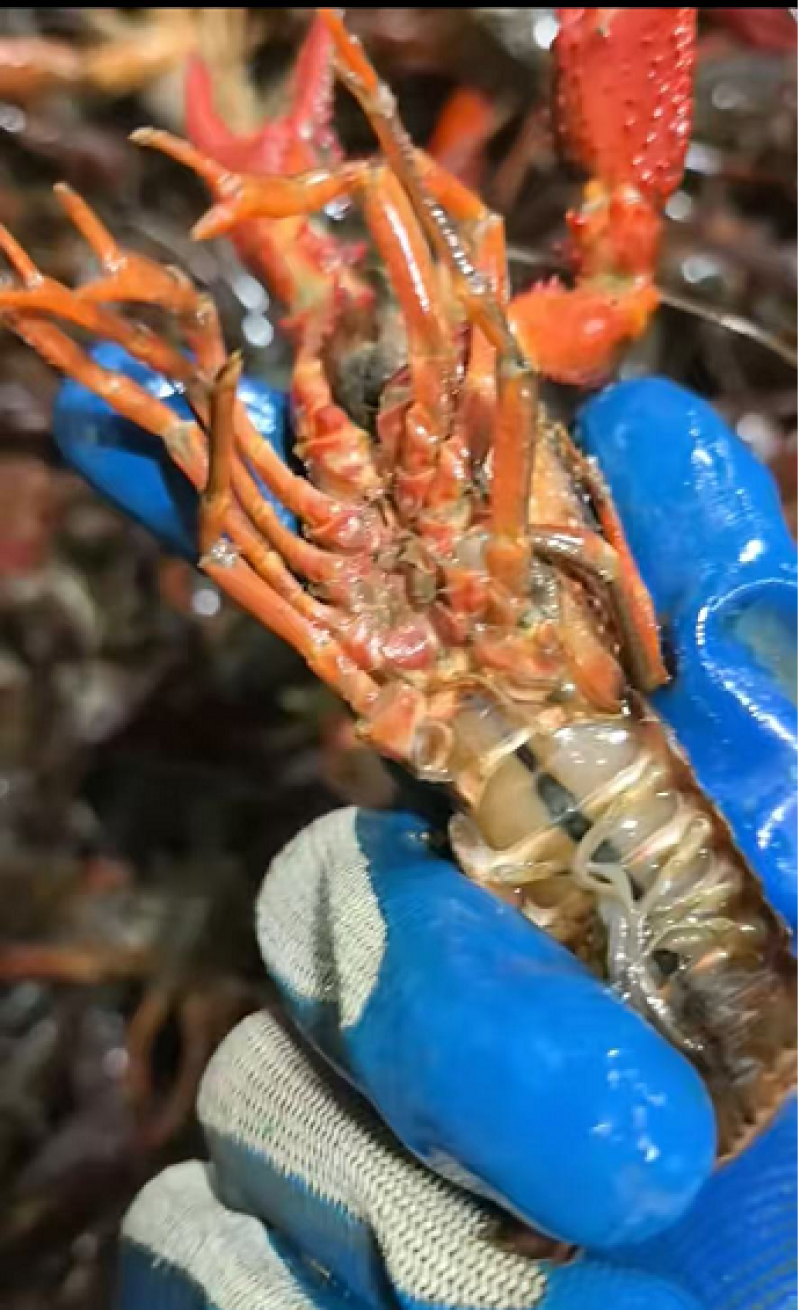 小龙虾潜江小龙虾新鲜可口肉质饱满价格实惠运输便利基地直发