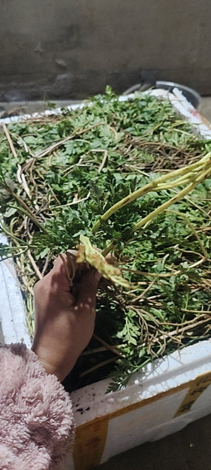 一朵云又名阴地蕨基地直供现挖现发