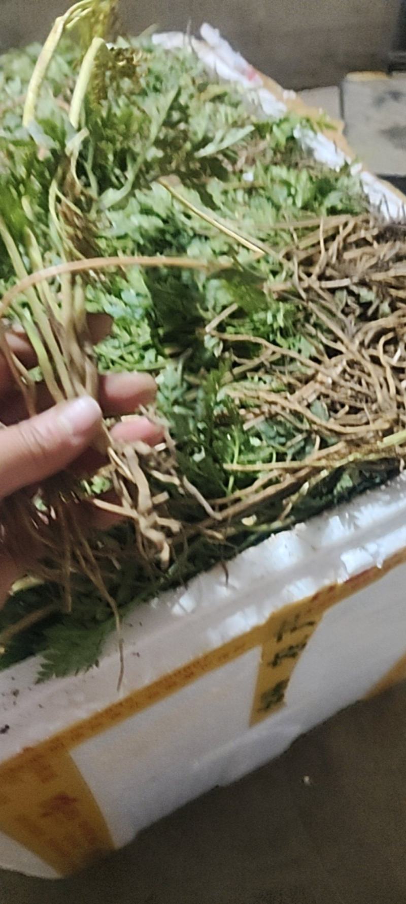 一朵云又名阴地蕨基地直供现挖现发