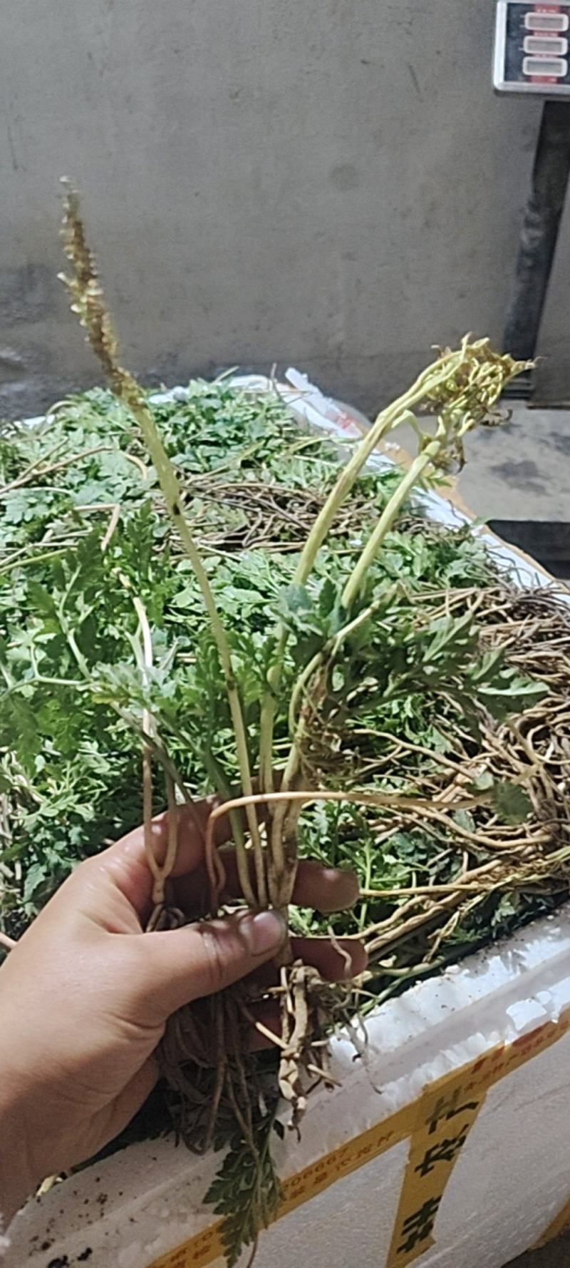一朵云又名阴地蕨基地直供现挖现发