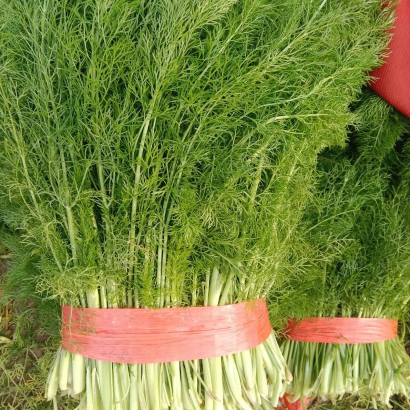 茴香苗色泽绿而嫩，小时候妈妈的味道