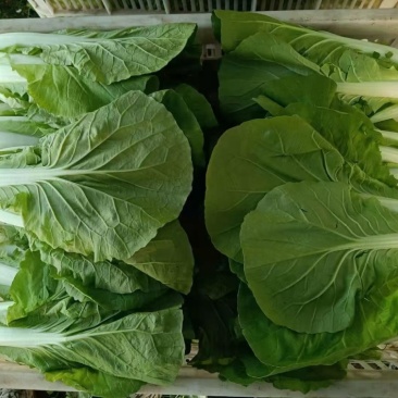 精品奶白菜基地直供品质优现摘现发可视频看货欢迎咨询来