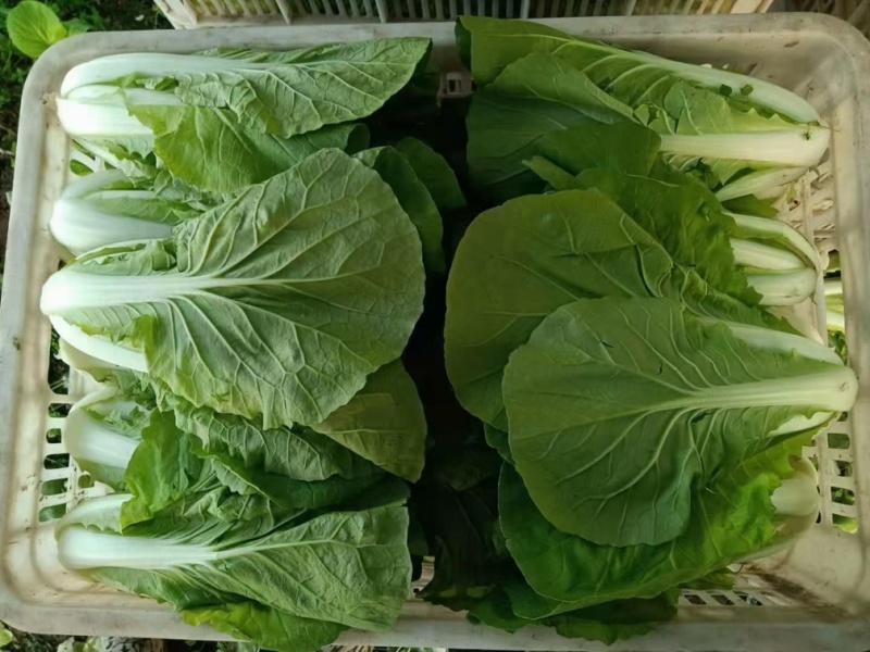 精品奶白菜基地直供品质优现摘现发可视频看货欢迎咨询来
