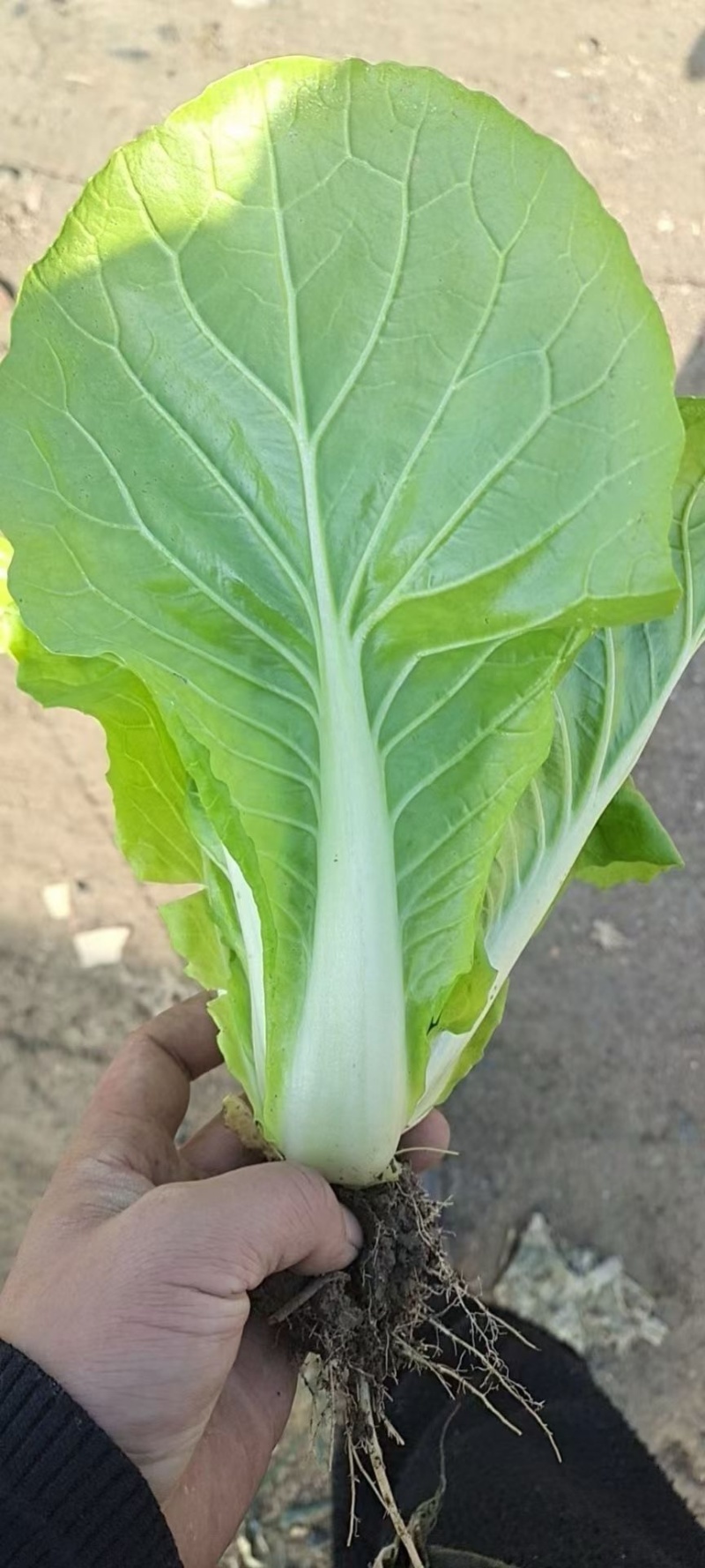 精品奶白菜基地直供品质优现摘现发可视频看货欢迎咨询来