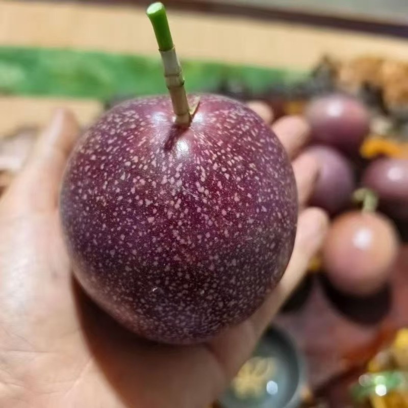 金都三号水密桃百香果