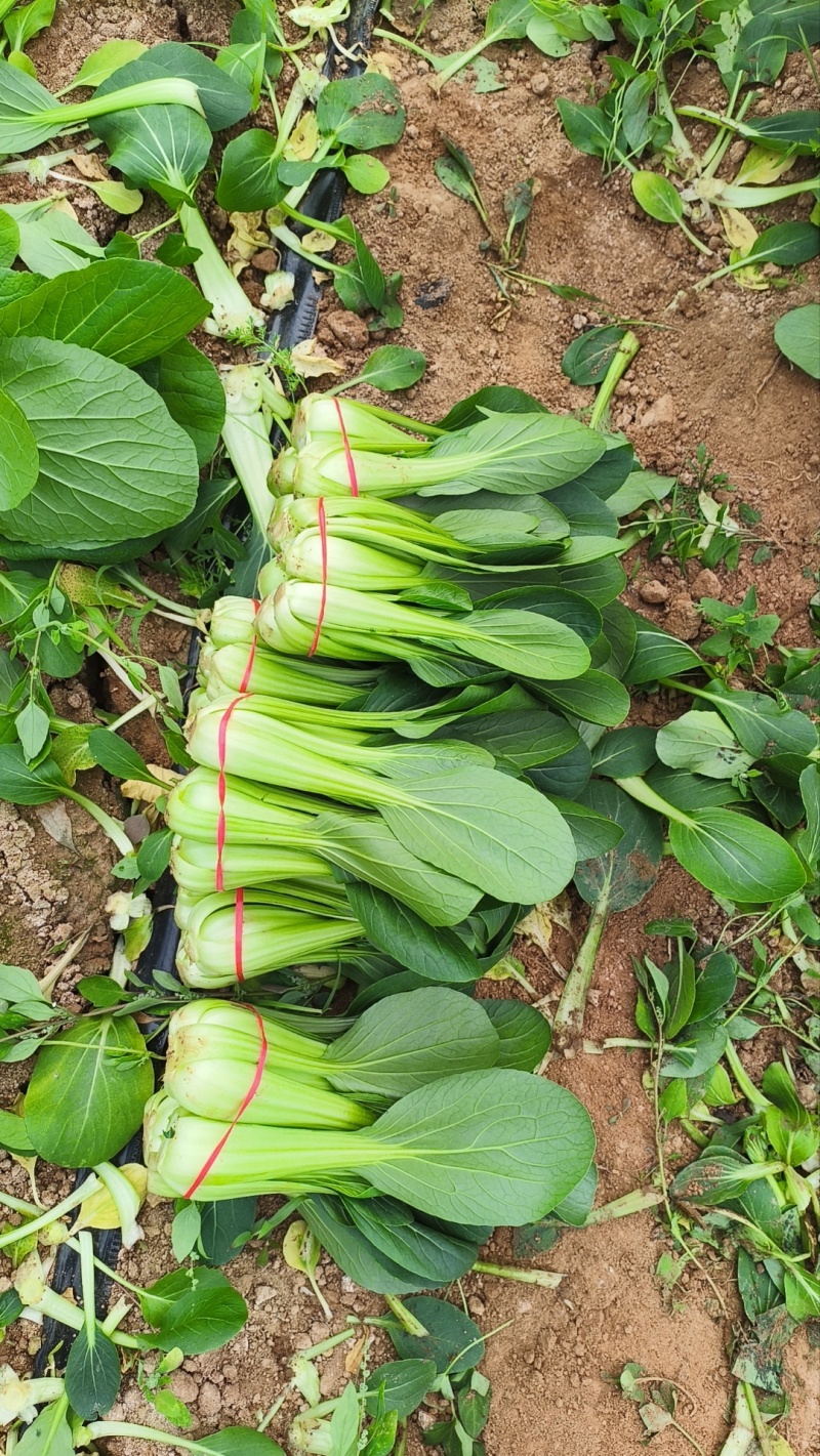 大家好，我是蔬菜种植户老赵。欢迎大家光临