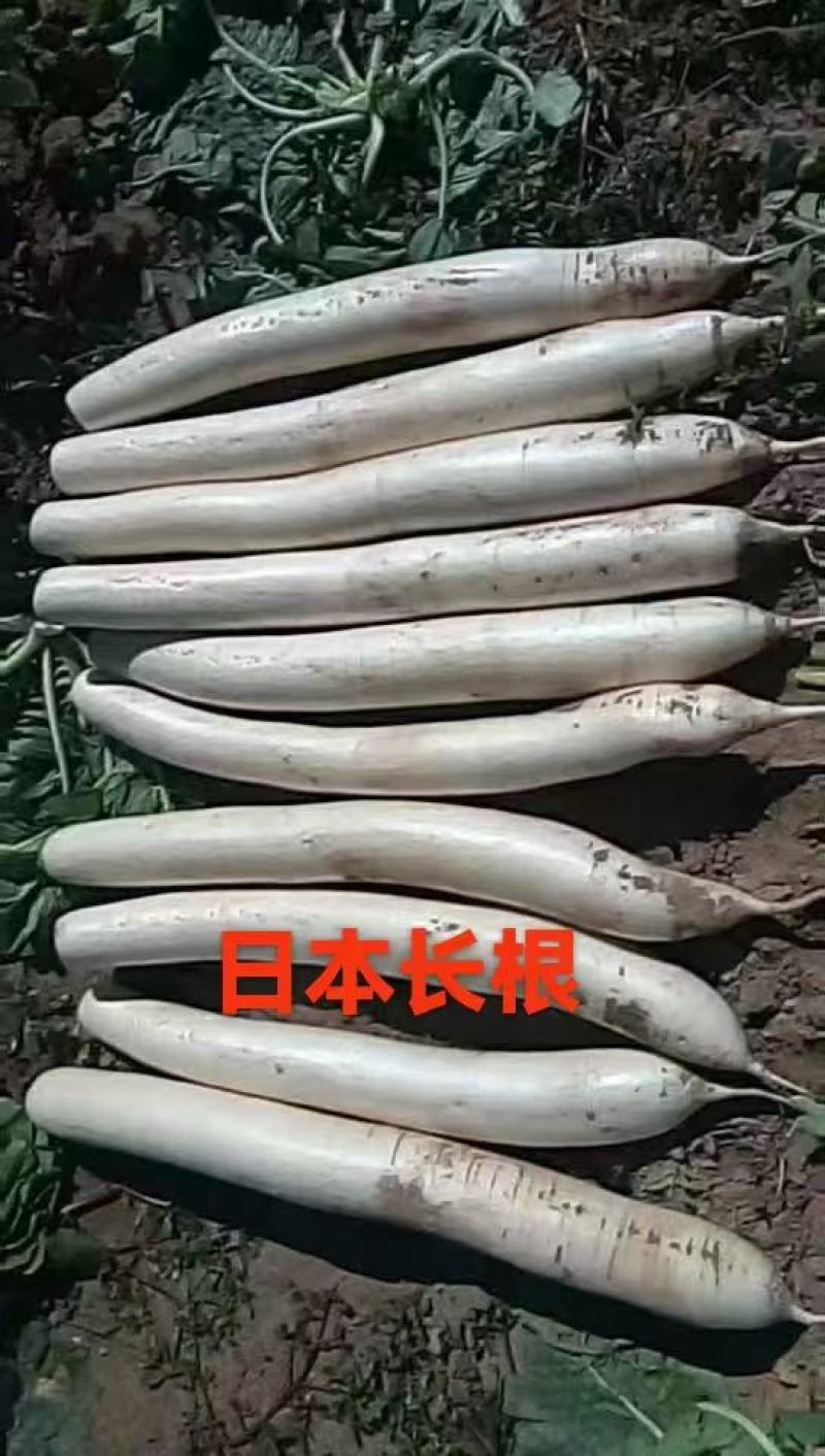 白萝卜，日本长根大白萝卜，大量上市中，有有需要老板联系我