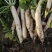 白萝卜，日本长根大白萝卜，大量上市中，有有需要老板联系我