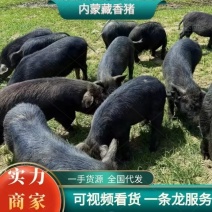 松山区藏香猪，山林散养，肉紧味香营养足，饭店食堂**