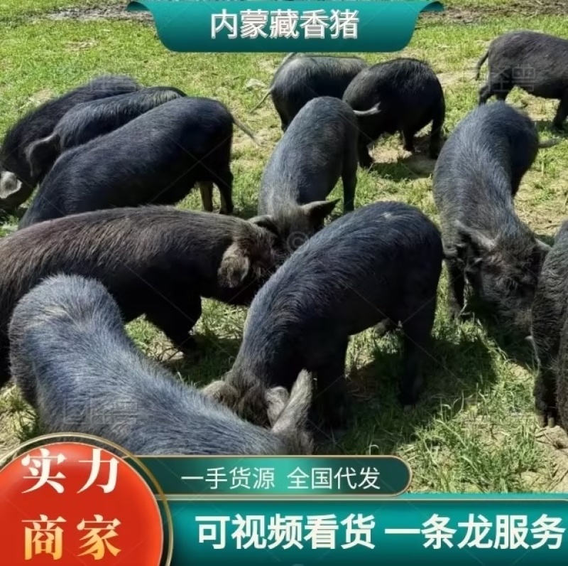 松山区藏香猪，林间散养，低脂高蛋白优选，欢迎选购