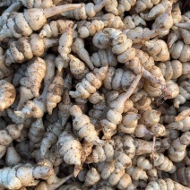 农户自种螺丝菜地溜子玉环地环菜地牯牛可批发零售