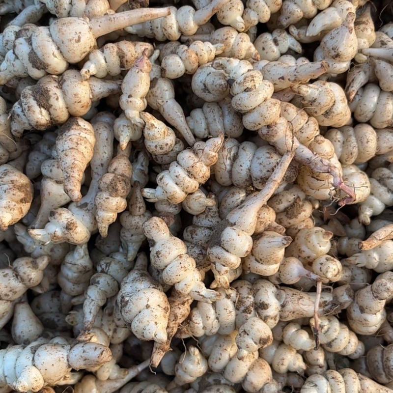 农户自种螺丝菜地溜子玉环地环菜地牯牛可批发零售