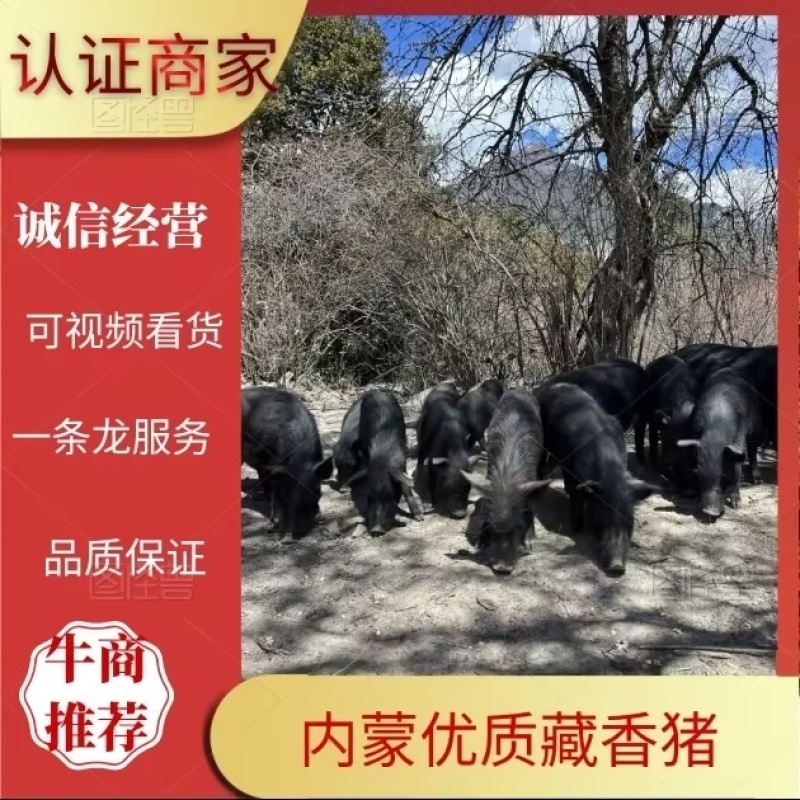 松山区藏香猪，山林散养，肉紧味香营养足，餐饮饭店**
