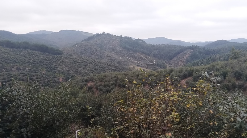 自家山茶油一万斤