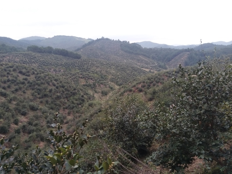 自家山茶油一万斤