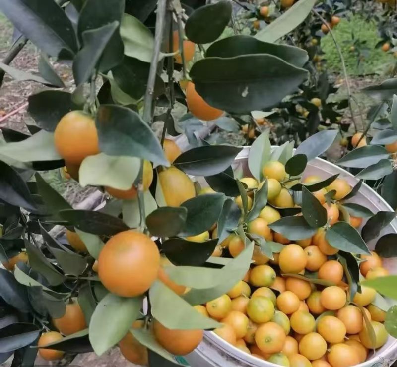 脆蜜金桔，
