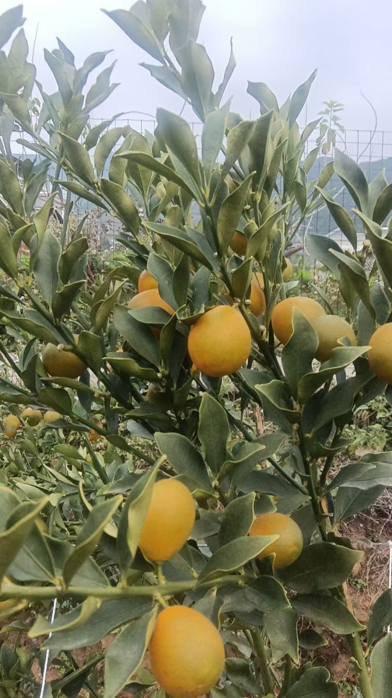 脆蜜金桔，