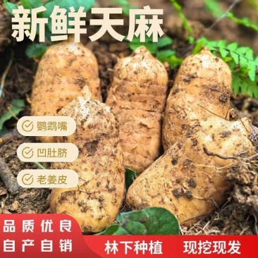昭通小草坝天麻上市了产地直发量大从优欢迎来电咨询订购