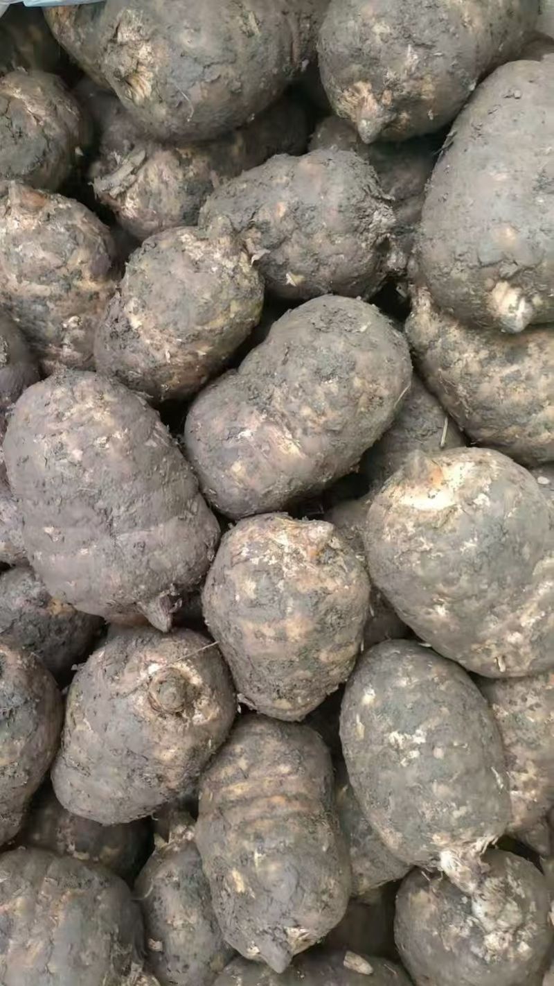 昭通小草坝天麻上市了产地直发量大从优欢迎来电咨询订购