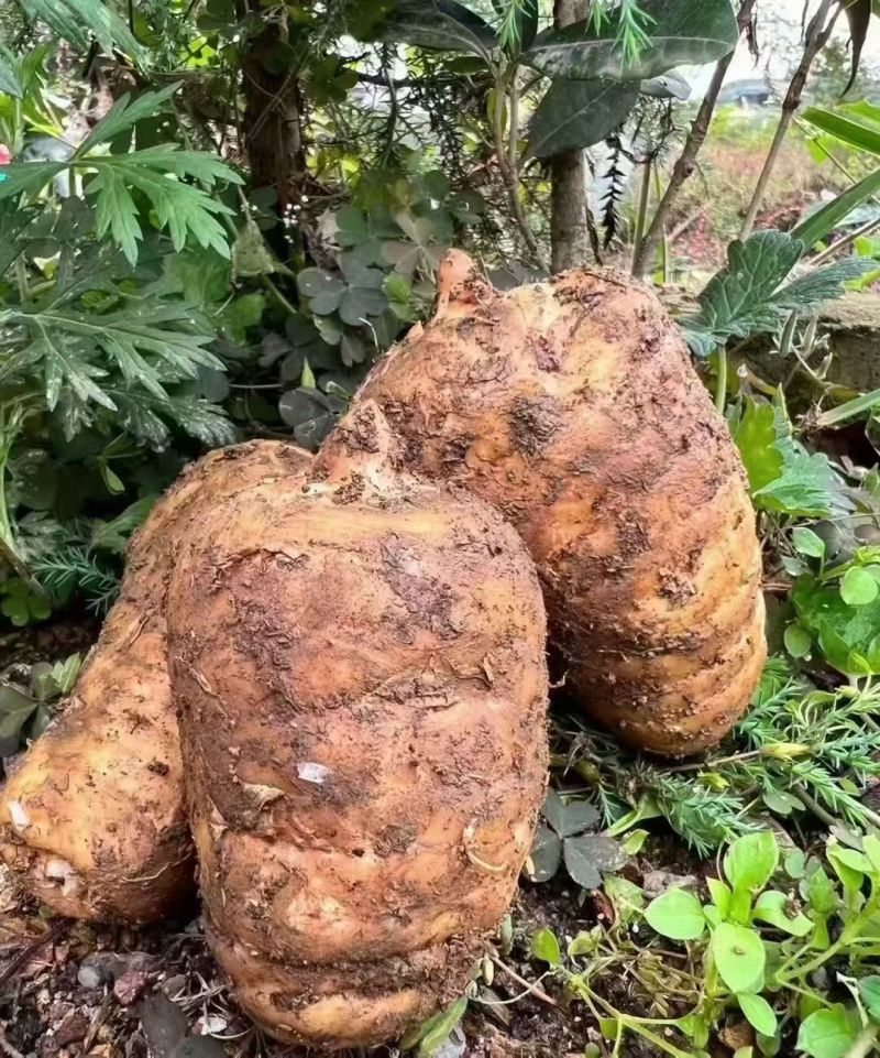昭通小草坝天麻上市了产地直发量大从优欢迎来电咨询订购