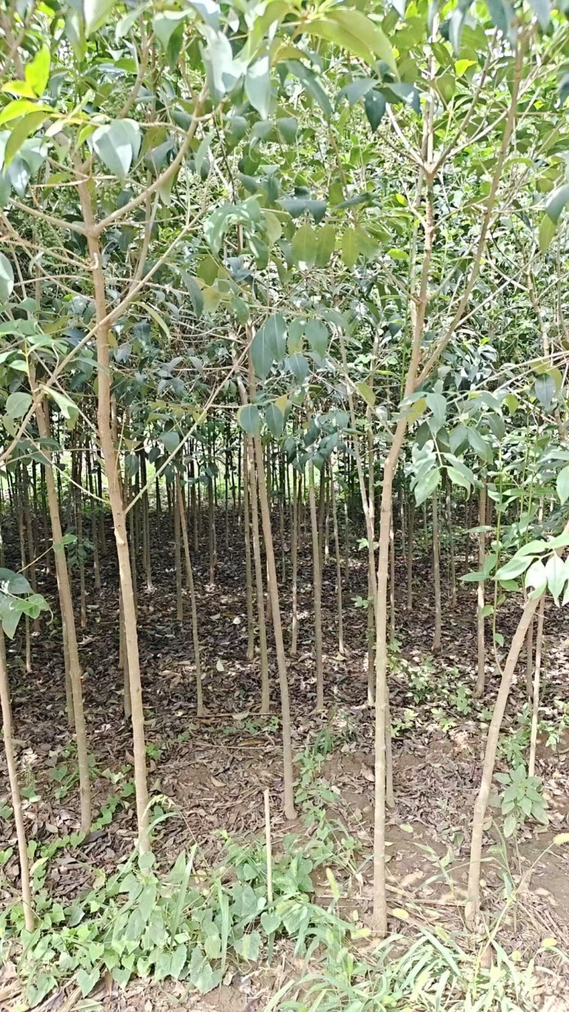 陕西大叶女贞2厘米