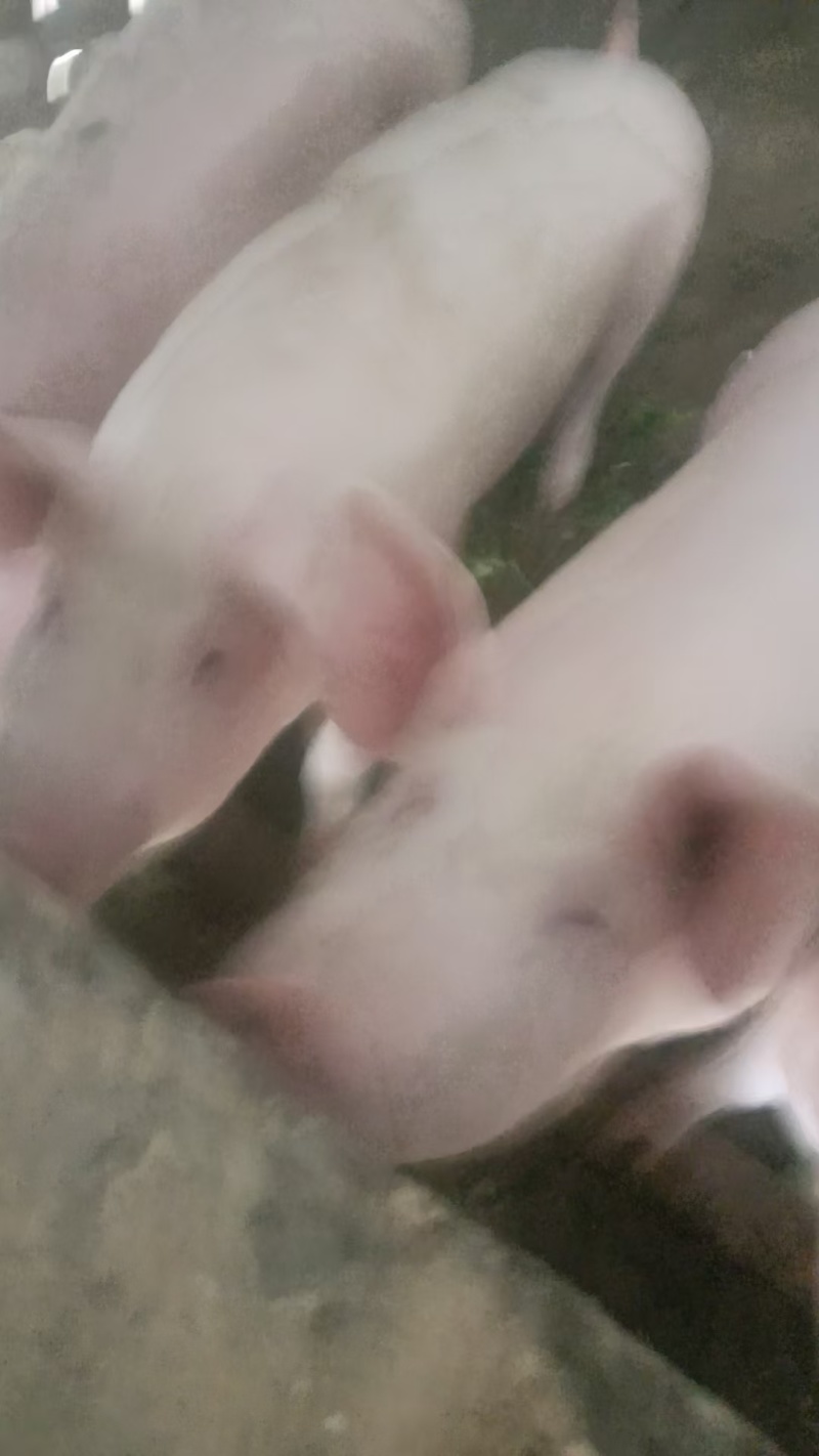 农家家养13个月的公猪活猪整头14一斤，卖肉20一斤