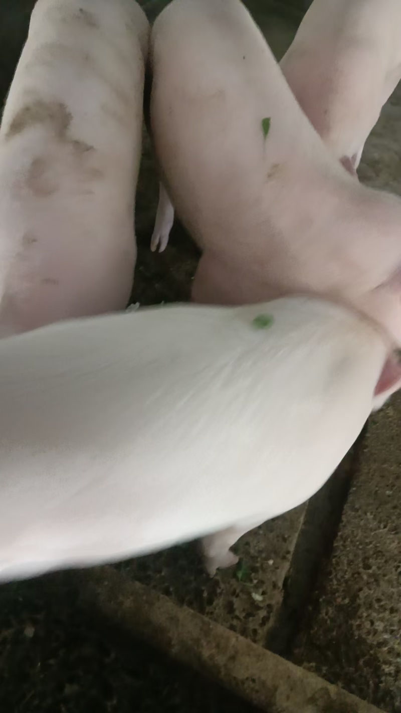 农家家养13个月的公猪活猪整头14一斤，卖肉20一斤