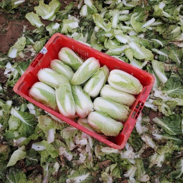 户县本地娃娃菜