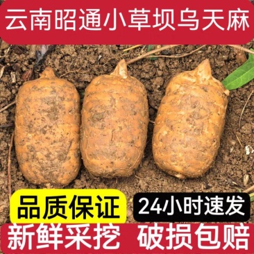 云南昭通小草坝天麻对接电商市场量大从优规格全欢迎老板来电