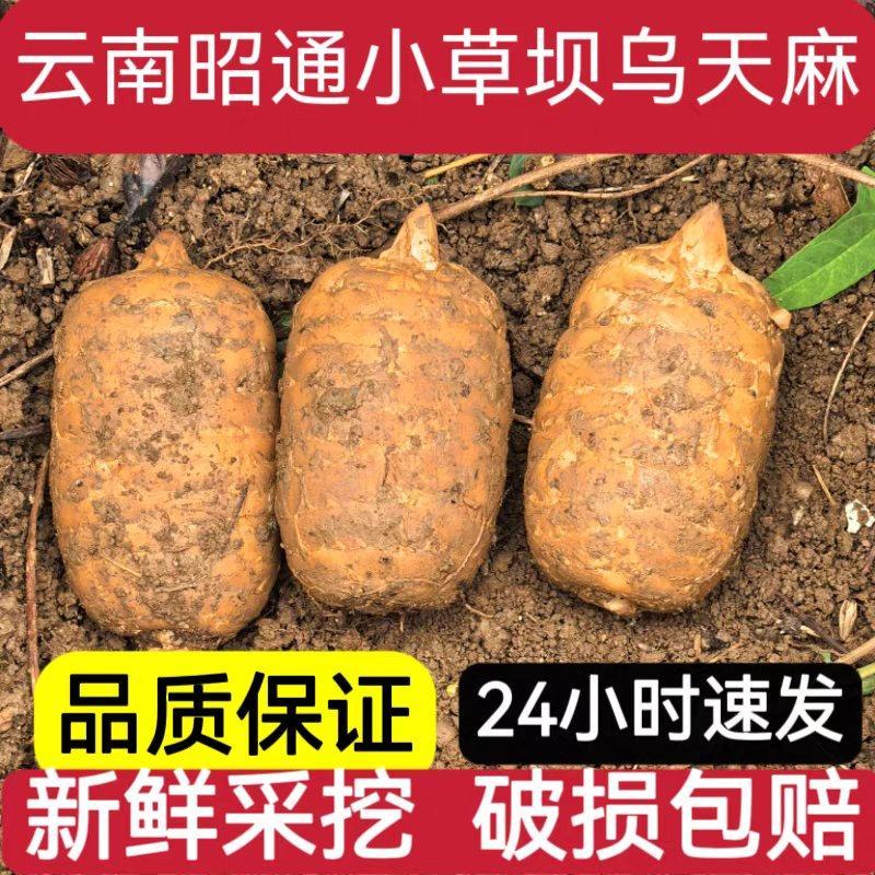 云南昭通小草坝天麻对接电商市场量大从优规格全欢迎老板来电