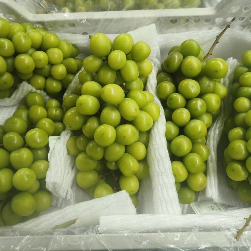 阳光玫瑰6000框轻框皮罐头厂货