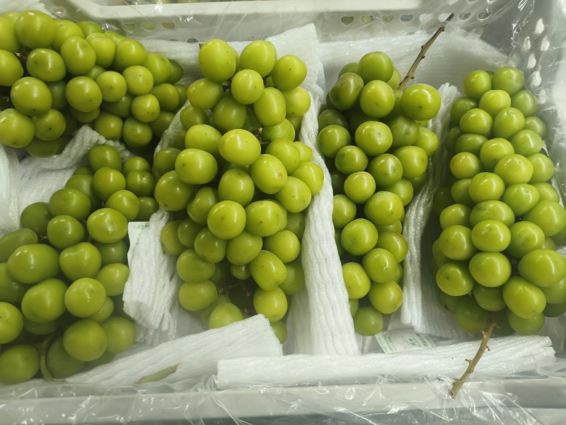 阳光玫瑰6000框轻框皮罐头厂货