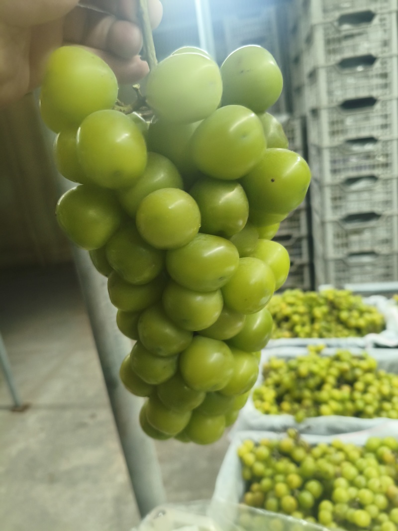阳光玫瑰6000框轻框皮罐头厂货