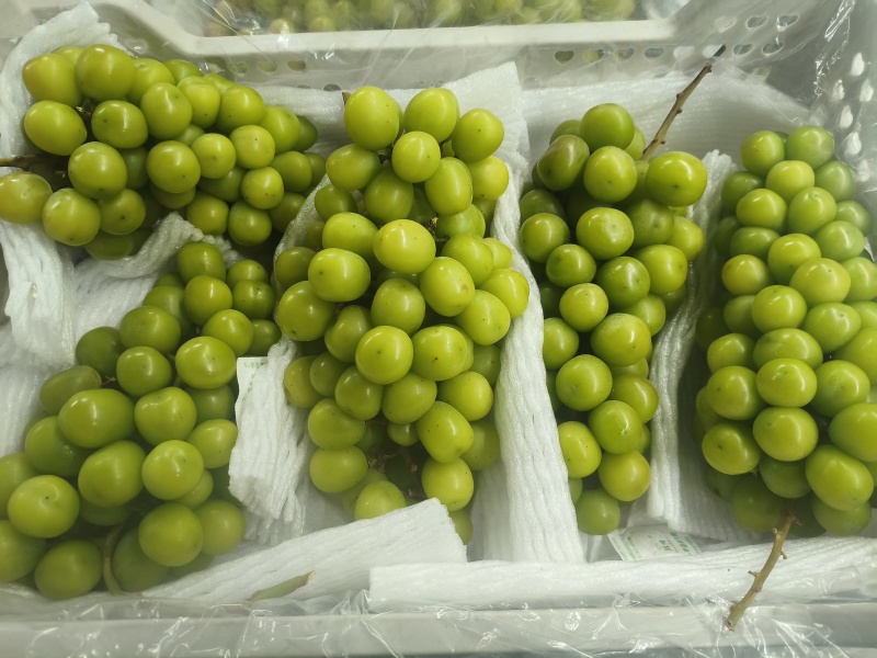 阳光玫瑰6000框轻框皮罐头厂货