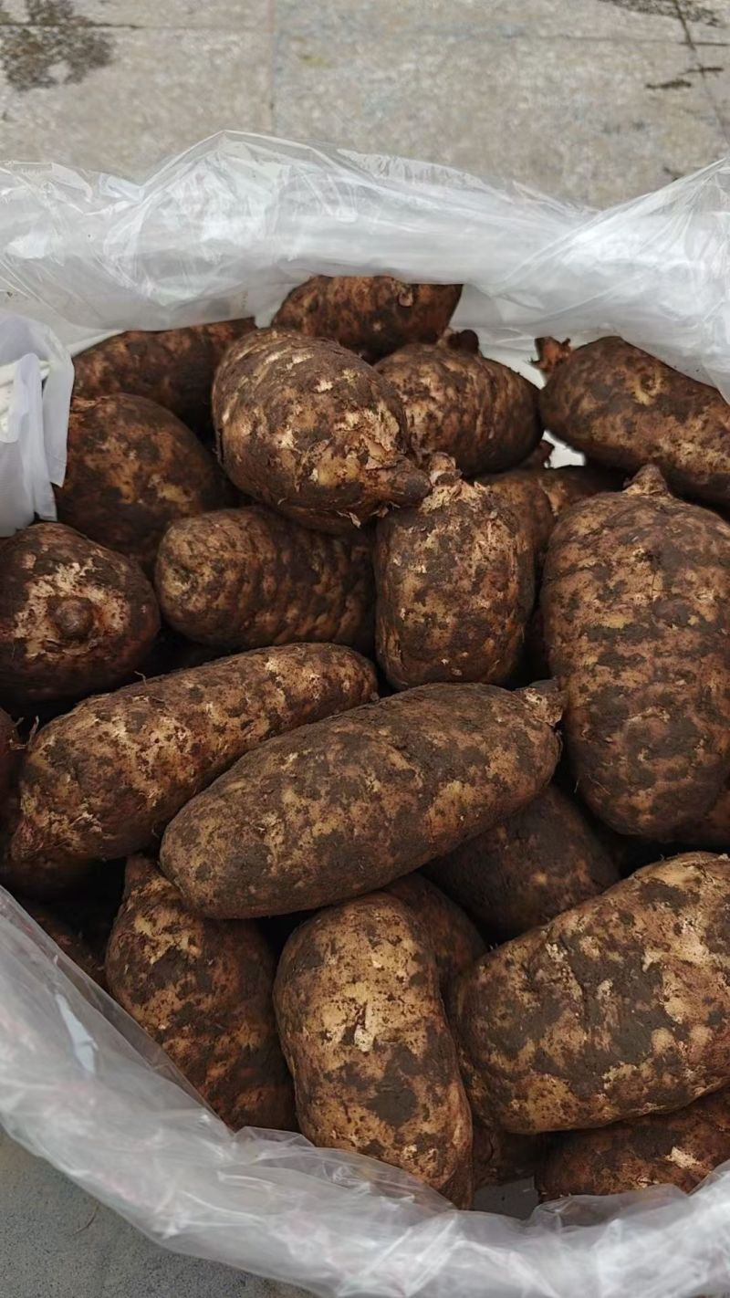 云南昭通小草坝天麻对接电商市场量大从优规格全欢迎老板来电