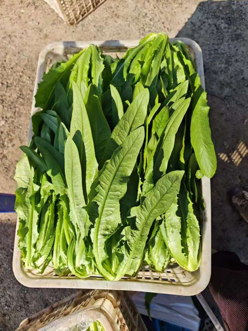 【精选】油麦菜江苏南通蔬菜基地量大从优欢迎联系