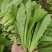 【精选】油麦菜江苏南通蔬菜基地量大从优欢迎联系
