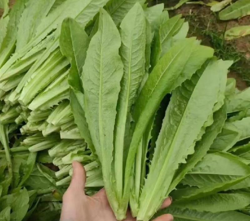 【精选】油麦菜江苏南通蔬菜基地量大从优欢迎联系