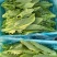 【精选】油麦菜江苏南通蔬菜基地量大从优欢迎联系